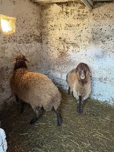 tatallar qoyunu: İki cavan ərkəy — 2