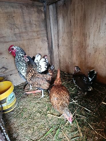 yumurt: Məhsul: Ev toyuğu yumurtaları Təsvir: - Təbii şəraitdə saxlanılan — 3