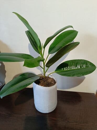 комнатные растения баку: Fikus — 2