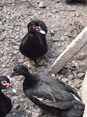 hid qusu: Muscovy ördəkləri və qarışıq yerli ördəklər satılır. Her qiymete var — 7