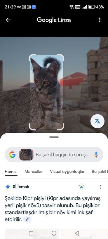 cins pişik: Boz rəngli, uzun tüklü, zolaqlı naxışlara malik ev pişiyi — 5