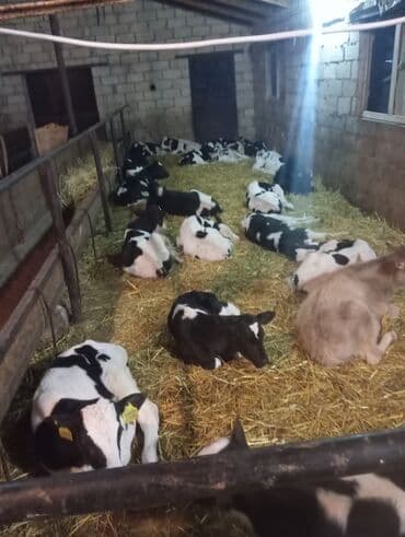 tap az sudluk inəklər: Satış: Qara-ağ ləkəli buzovlar (Holştayn tipli) - Şəkillərdə görünən — 3