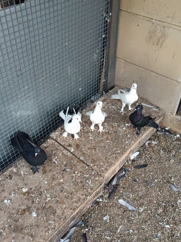 dəvəquşu yumurtası qiyməti: Şəkillərin hamısına baxın. hər cinsdə quşlar satılır . qiymət biri — 14