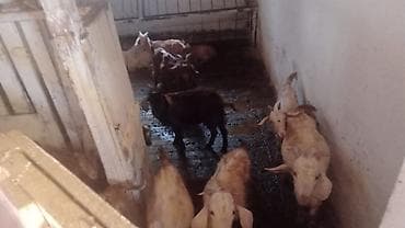 Sənan və alpin keçi balaları. Çəpişlər. Dişidirlər bir ədəddi 250 azn
