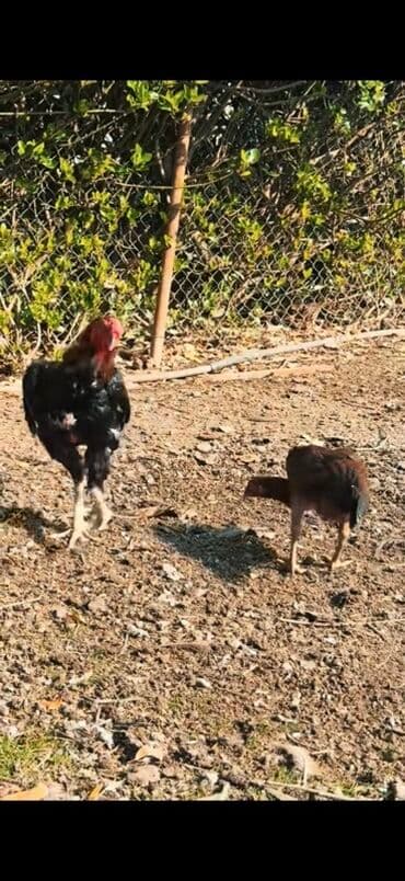 yaponka xoruzlar: Məhsul: Uzunboyun, möhkəm ayaqlı, sərt bədən quruluşlu döyüş tipli — 9