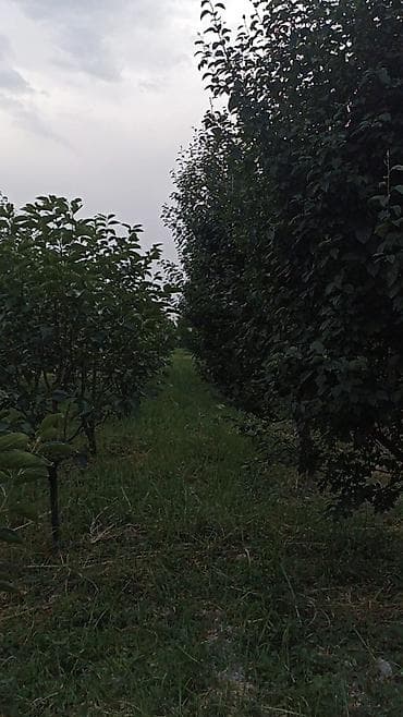 qelem satisi: Məhsul: Armud bağından təzə armud yığımı Təsvir: - Sıralı əkilən — 1