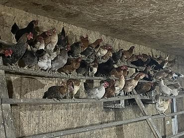 toyuq yolan aparat satilir: Salam. Məhsul: Azad otlaqda saxlanılan yerli toyuqlar və xoruzlar — 7