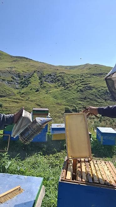 şiş burun xurma: Kəlbəcər Şan Balı Təbii şan balının saf dadını və dağ florasının — 3