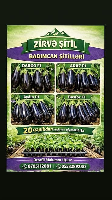 su qovucu: Məhsul: Zirvə Şitil – badımcan şitilləri Təsvir: - F1 hibrid badımcan — 2