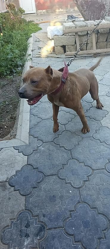 ev heyvanları satışı: Pitbul, 7 ay, Erkek — 5