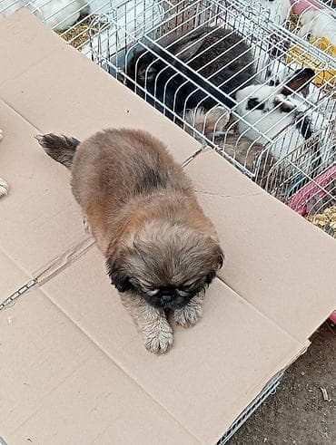 pudel satilir 2020: Pekines, Sənədli — 3