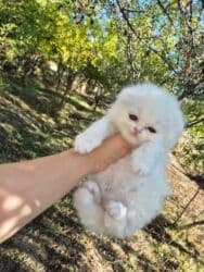 Gəmiricilər: Britan yastı qulaq, Dişi, Yaxşı əllərə, Ünvandan götürmə — 2