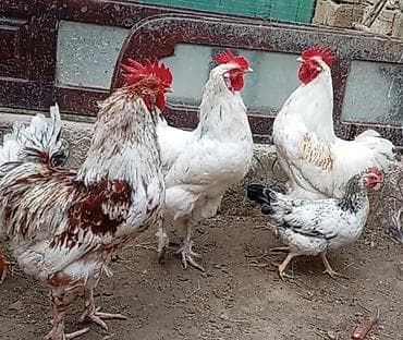 heyrati barter: Toyuq, Damazlıq, Ünvandan götürmə — 1