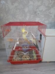 cuce qefes: Cut karella 1 yaslrindadilar. tam saglamdilar. yaxsi baxmisam. sadece — 4