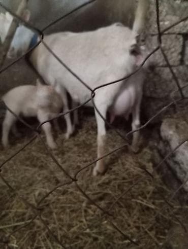 sudluk keci: Saanen keçiləri. Bir ana-bala və bir boğaz keçi. Balalar əkizdir — 7