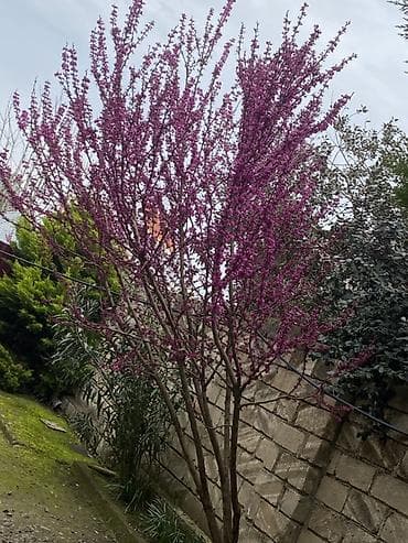 bertolesiya agaci: Bağ üçün dekorativ ağaclar və palma - Palma ağacı (feoniks/xurma — 4