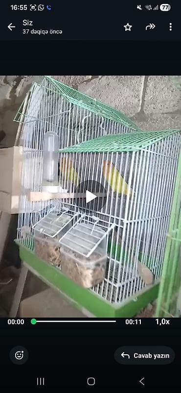 dəvə əti: Məhsul: Cüt sevda quşları (lovebird) Təsvir: - Bir-birinə uyğun cüt — 7