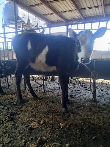 hind quşu cucesi: Salam aleykum əvvəla 2 dənə dişi 4 dənə erkək danadı istiyən olsa — 4