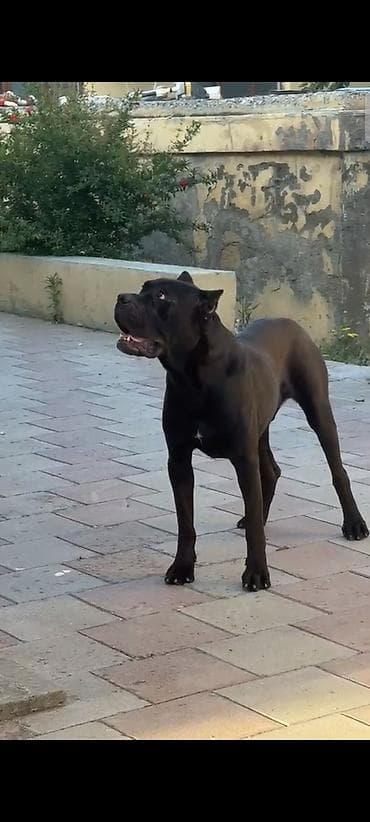 cücə və xoruz: Kane-Korso, 1 il, Erkek, Peyvəndli, Ödənişli çatdırılma — 1