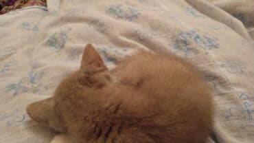 ucuz bala pişiklər: Dişi, Yaxşı əllərə — 5