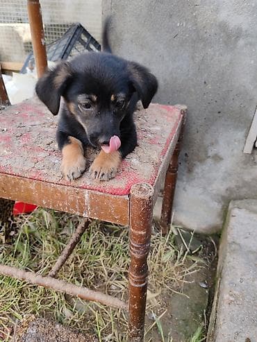 pişik sortlari: ‼️ Təcili Satılır ‼️ Zvanok təmiz cins 3 aylıq Dişi Tam sağlam — 4