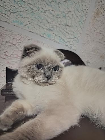 cins heyvanlar: Şotland yastı qulaq — 5