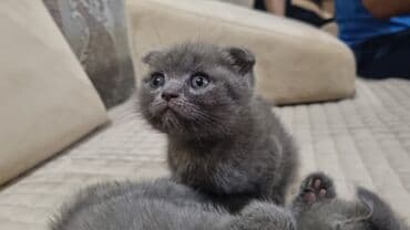 şotlan pişik: Şotland yastı qulaq, Erkək, Dişi, Yaxşı əllərə, Ünvandan götürmə, Pulsuz çatdırılma, Ödənişli çatdırılma — 83