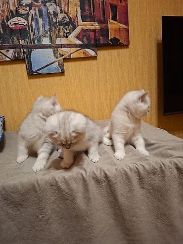 shotland pisik: Britan — 6