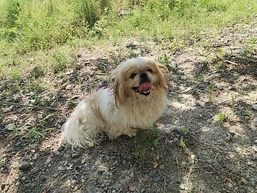 lələkli heyvanlar: Pekines, 11 ay, Erkek, Peyvəndli, Ödənişli çatdırılma — 2