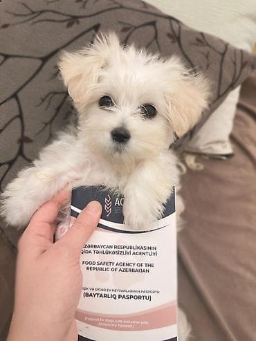 Maltipoo balası – 3.5 aylıq | Tam peyvəndli | Xarici pasportlu | Ev — 1