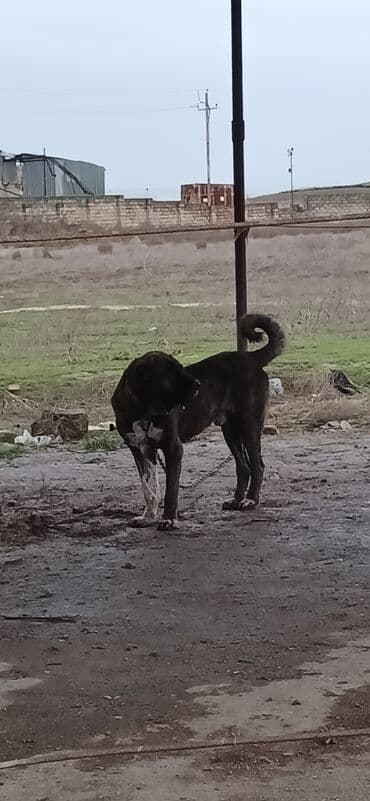 yuxuda ördək balası görmək: Qurdbasar, 3 il, Erkek, Peyvəndli, Ödənişli çatdırılma — 9