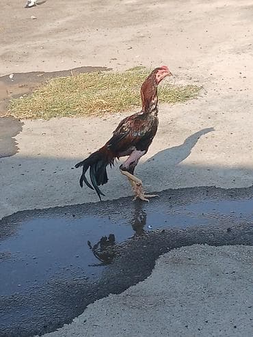 rəngli balıqlar: Malakan (Aseel tipli) xoruz – uzunboy, möhkəm skeletli, güclü ayaqlı — 5