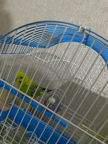 2 papuqay, qefes, su qabi, yem qabi ve yuva