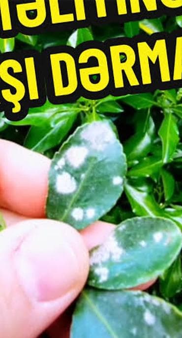 Bitki xəstəliklərinə qarşı funqisid/ilaç – ağ ləkəli, küf və qaysaq