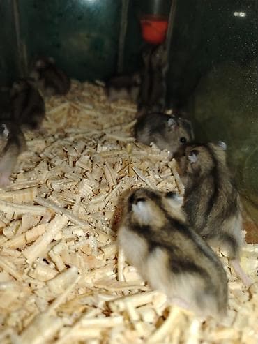 heyvan evi: Cırtdan cunqarikler – aktiv və mehriban ev heyvanları 24 günlük — 7