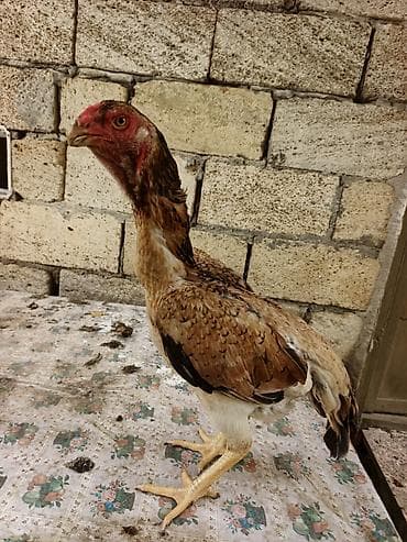 dağ toyuğu: Toyuq cücələri, Damazlıq, Ünvandan götürmə, Ödənişli çatdırılma — 1