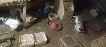 kənd toyuğu: Toyuq, Damazlıq — 4