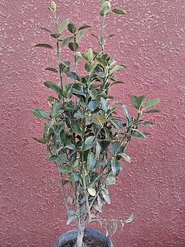 evkalipt bitkisi: Həmişəyaşıl dekorativ kol (saksıda) - Bitki növü: həmişəyaşıl kol — 1