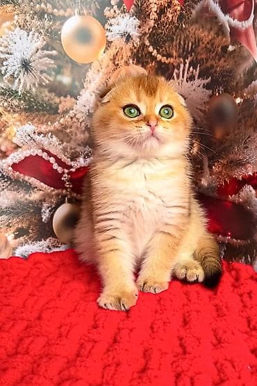 Şotland yastı qulaq