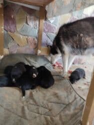 Gəmiricilər: Xaski, Erkek — 3