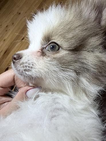 pitbull az: Şpitz, 3 ay, Dişi — 1