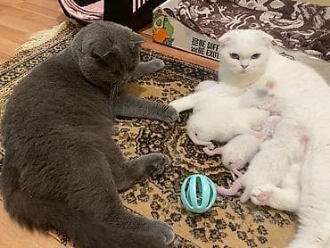 heyvan cütləşməsi: Britan — 3