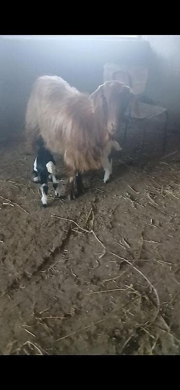 Quzu: Ekiz balali balalari ikisde diwdi keci 4 5 qarin doq.uw kecidi cox — 5