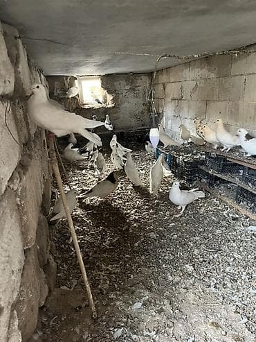 azerbaycanda it adlari: Qiymətdə razılaşma olacaq 30 quşdu Qüvvətli uçuşa və evə dönüş — 4