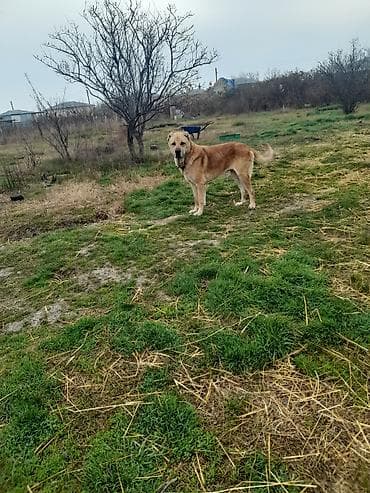 pomeranian spitz satisi: Salam tecili satllır 3 yaşı var töyqnanda deyşilir qiymet 300 azen — 5