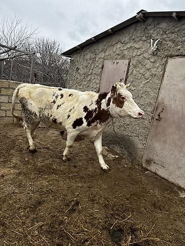 balaca it ucuz: 2 yaşı var. Doğmayıb. Boğaz deyil. Çox iri heyvandır. Hündür və — 8