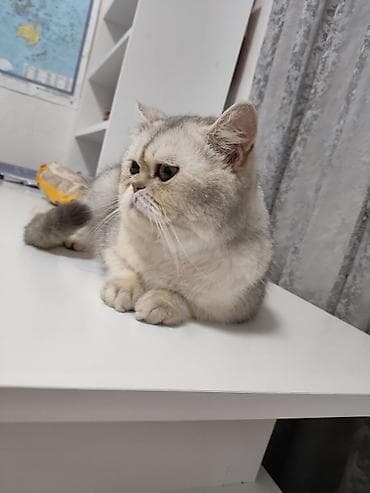 maraqli pişik adları: Ekzot — 1