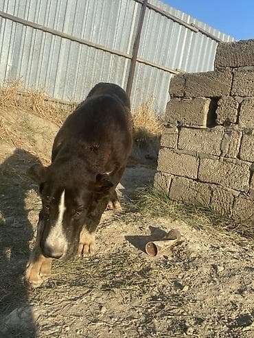 it yemi: Alabay, 6 ay, Erkək, Peyvəndli — 4