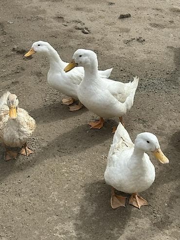 Ağ Pekin ördəkləri – təsərrüfat üçün çox məhsuldar ət və yumurta