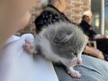 bala pişiy: Şotland, Erkək, Dişi, Yaxşı əllərə, Ünvandan götürmə — 8